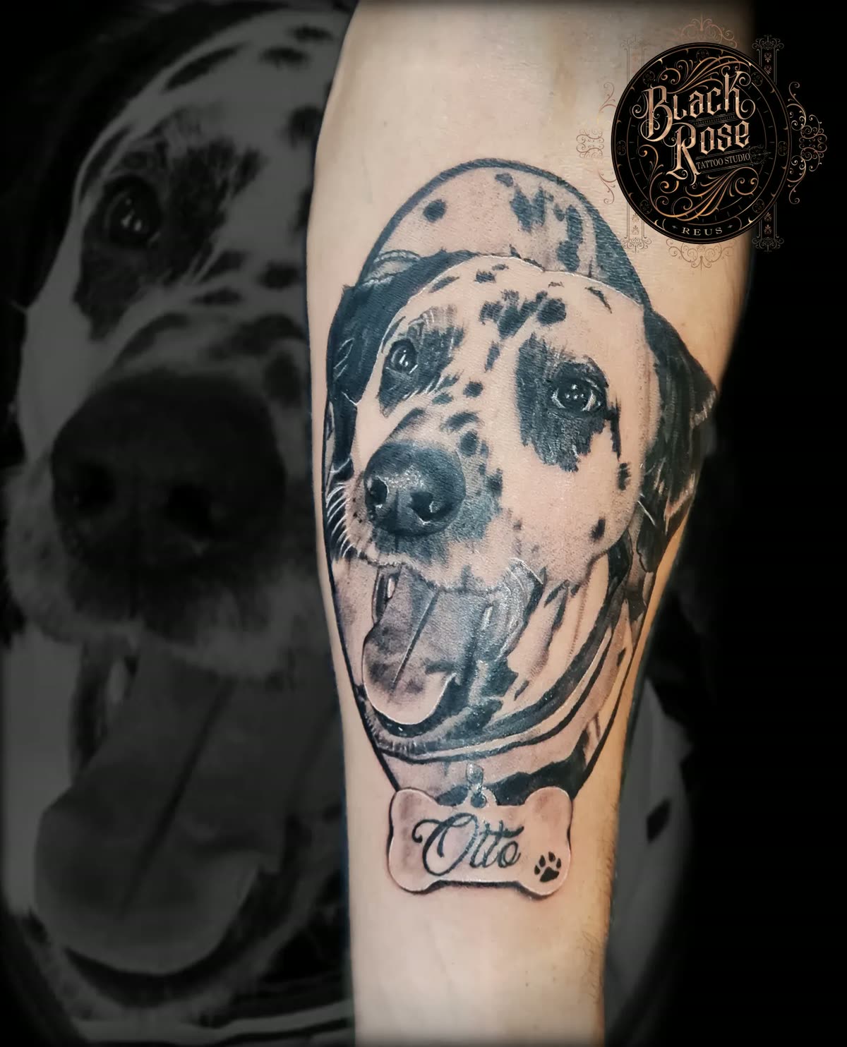 Antebrazo: retrato de un dálmata con su chapa con el nombre Otto